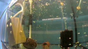 обзор домашней разводни аквариумных рыбок