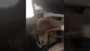 про то как затянуть ремень генератора тойота карина Е двигатель 4а фе