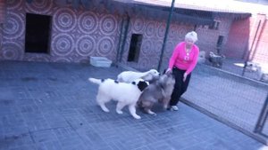 Щенки алабая, САО и кавказской овчарки. www.r-risk.ru +7 9262205603