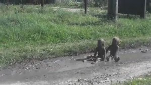 Дети купались в грязи