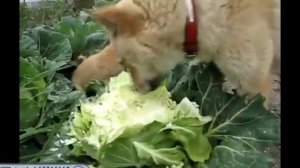 Собаки едят капусту