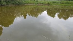 Головастики загрызли карпа