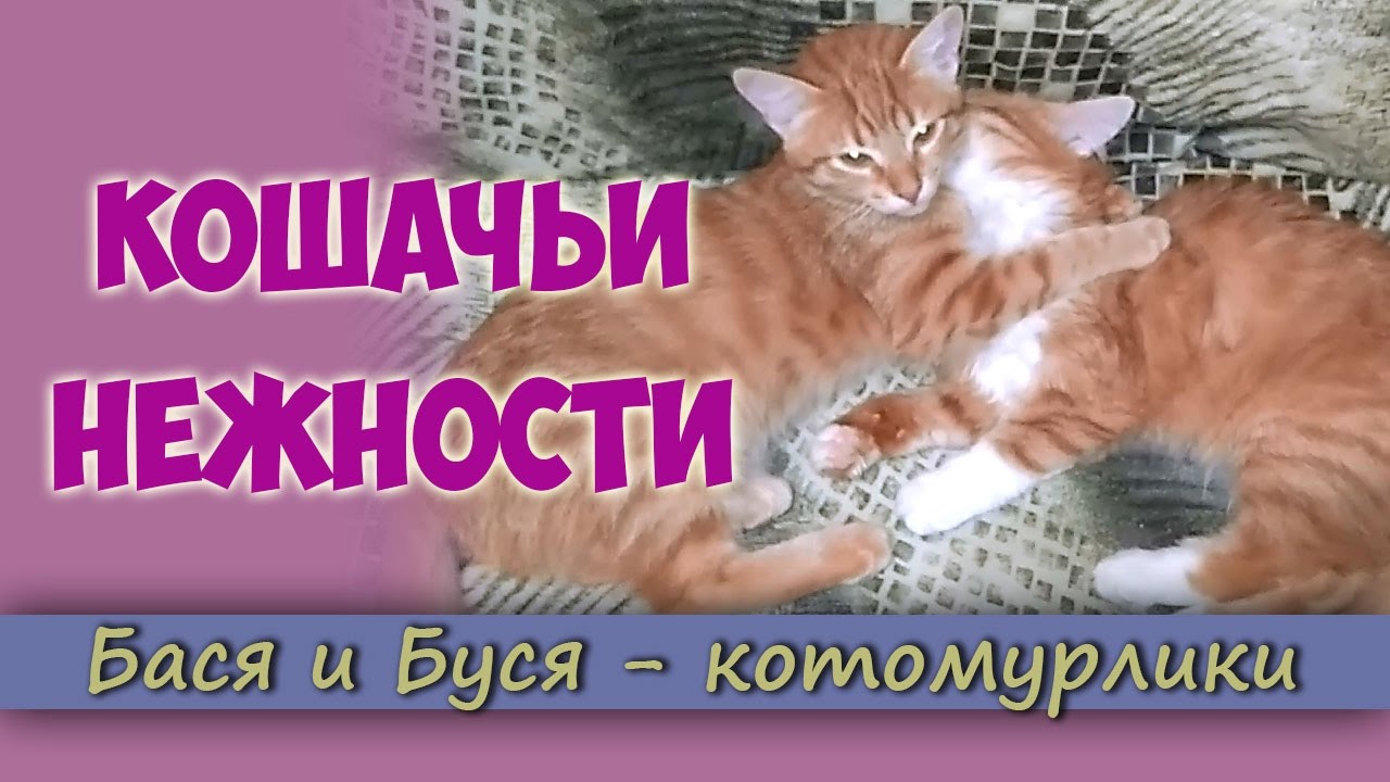 Кошачья нежность. Бася и Буся. Бася.