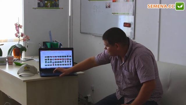 Руфус F1 томат (Esasem) семинар Sakura смотреть онлайн