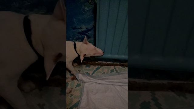 Бультерьер Карл грызет батарею