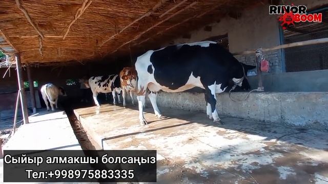 ПАРОДА СЫЙЫРЛАР САТЫЛАДЫ//ТАЙЫН БИЗНЕС/ГОЛШТЕЙН/СИММЕНТАЛ