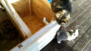 Зимний дом для кошек.