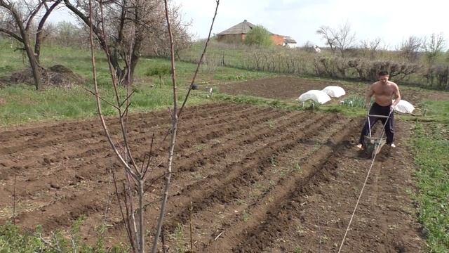 ? Посадка картофеля без перекопки и окучивания ? Выращивание картофеля по технологии Гордеевых