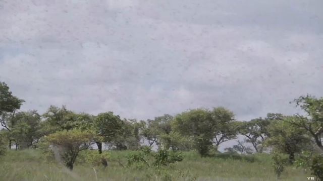 Африканская саранча описание / Нашествие саранчи / Locusts in Africa 2020