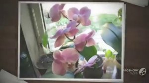 Цветы домашняя Орхидея (Orchidaceae flower)