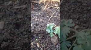 Сажаю фрезию, анемоны.