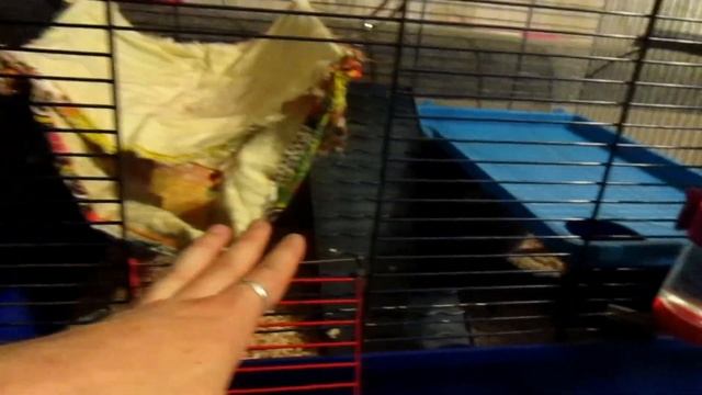 Спасёнки с алтуфьево, или крысы с помойки! (Fancy Rats | Декоративные Крысы)