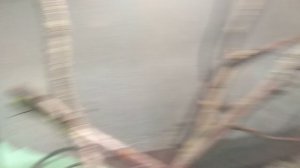 мои богомольчики