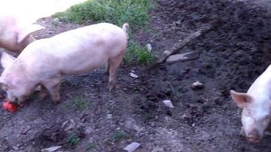Шок! Свиньи людоеды!