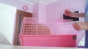Всё то что нужно купить для кролика или хомяка!