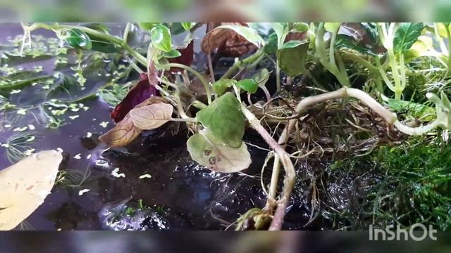 Остров гемиграфис, сушка пропадёт. смотреть онлайн