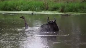 КРОКОДИЛ НАПАЛ НА АНТИЛОПУ ГНУ