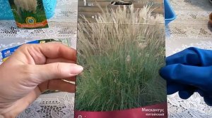 Злаки в саду - это красиво! Юкка, осока - развитие сеянцев. Мискантус, императа, картадерия...