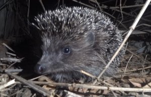 Добрый и злой ежик(как собака)