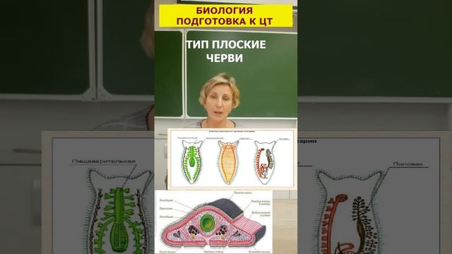 Биология * Тип плоские черви ? #подготовкакцт #репетитор #биология #цтбиология #химбио #егэбиология