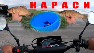 Они выпрыгивали из ведра. В лес за шишкой