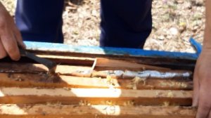 Берут ли пчелы мед с рамки из за заставной