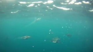 Южные Сандвичевы острова.mp4