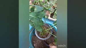 Syngonium Wendlandii propagation. 🌱