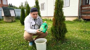 Туя сохнет что делать, ожог после зимы. Болезни туи, лечение.