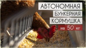 Автономная БУНКЕРНАЯ КОРМУШКА для кур и цыплят на месяц!!!