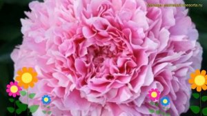 Пион многоцветковый. Краткий обзор, описание характеристик paeonia lactiflora Варенька