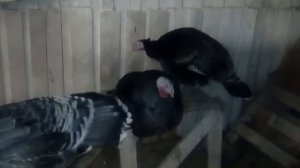 Насесты для кур, уток, индюков раздел для начинающего птицевода