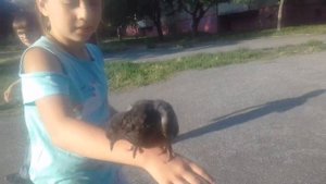 Как приручить голубя 1