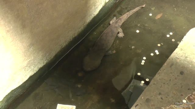 giant salamander смотреть онлайн