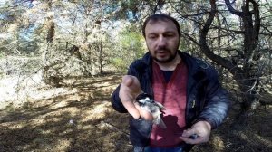 Ловля певчих птиц. Московки, гренадерка и прочая лесная мелочевка.