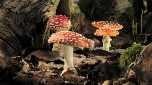 Почему скороварка-необходимый инструмент миколога (различие скороварки от кастрюли)