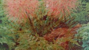 Скадоксус Scadoxus