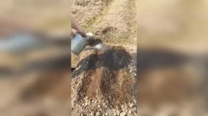 СОВЕТЫ ПО ВЫРАЩИВАНИЮ ЛУКА-БАТУН