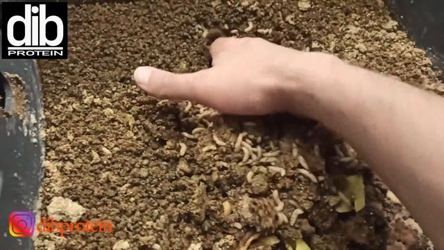 Чёрная львинка "Переработка пищевых отходов" смотреть онлайн