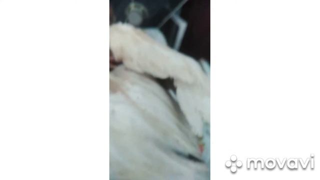 Курочки голошейки остались без петуха. Чужая собака тому виной. смотреть онлайн