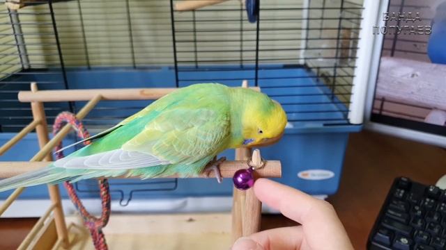 что будет если купить попугаю игрушку в виде птицы смотреть онлайн
