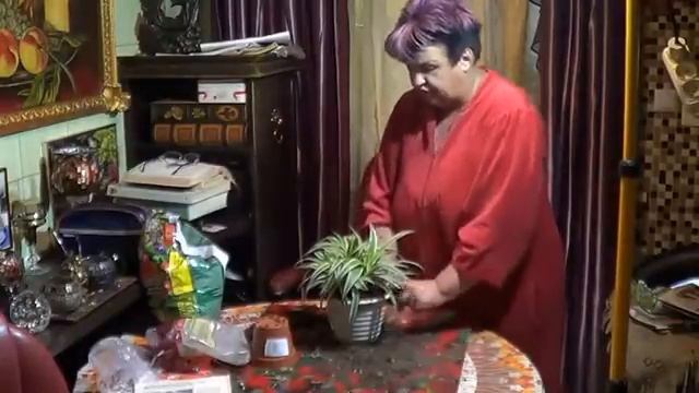 Хлорофитум .Условия Содержания Хлорофитума. можно ли Погубить Хлорофитум?