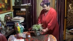 Хлорофитум .Условия Содержания Хлорофитума. можно ли Погубить Хлорофитум?