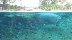 Бегемот и его "торпеды". Вода -место жизни бегемота.Я онемел, когда увидел, как он грациозно плавае