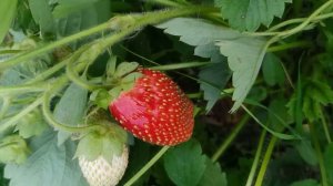 Канун осени 2023 на лету - 31 Августа