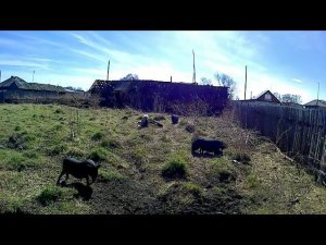 Перевод поросят на летнее содержание/Свободный выгул/Деревенская жизнь