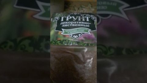 Простой способ восстановить растение "с нуля" (ктенента, строманта, калатея)