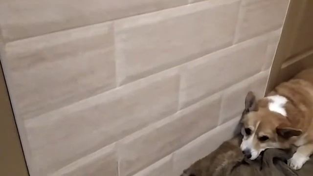 Чем лучше отделать стены в прихожей? Чем лучше отделать коридор, если у вас есть собака? смотреть онлайн