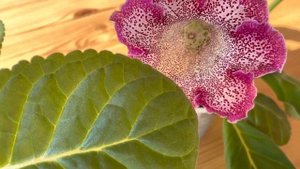 Выращивайте эти долгоцветущие, замечательные комнатные цветы!