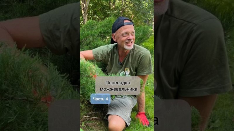 Пересадка можжевельника. Часть 4